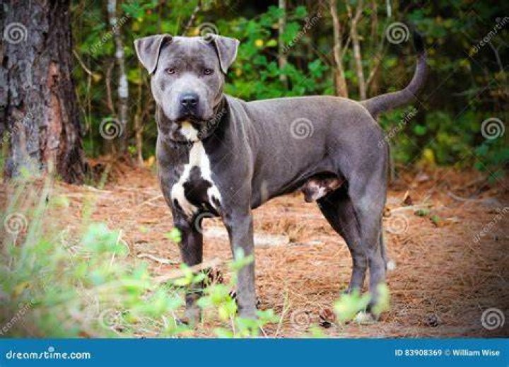 33+ Blue Pit Bull Terrier For Sale Pic Bleumoonproductions