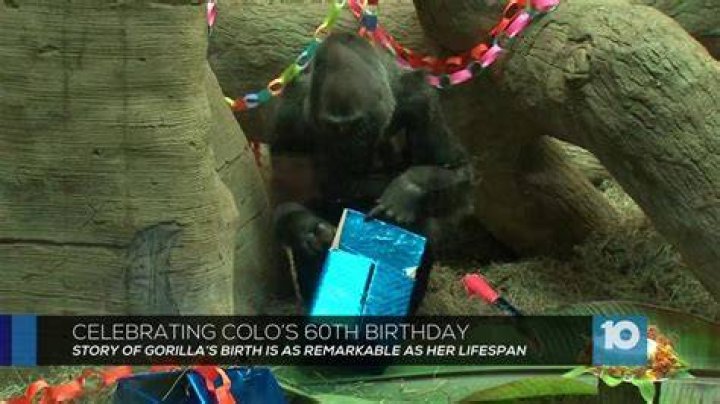 Meet Colo the gorilla and other geriatric zoo animals