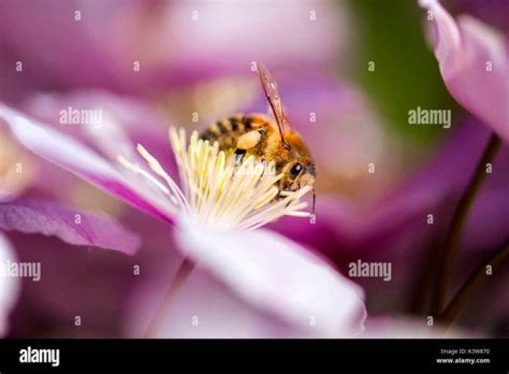 Sucking nectar Fotos und Bildmaterial in hoher Aufl&ouml;sung Alamy