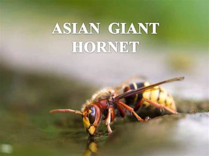 The Asian giant isn&rsquo;t coming to Indiana but other invasive
